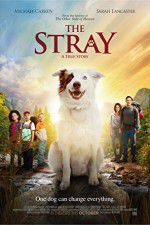 Watch The Stray Movie4k