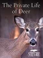 Watch The Private Life of Deer Movie4k