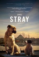 Watch Stray Movie4k