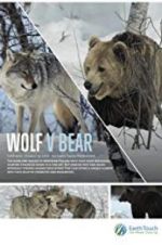 Watch Wolf vs Bear Movie4k