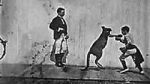 Watch The Boxing Kangaroo (Short 1896) Movie4k