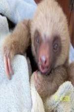 Watch Too Cute! Baby Sloths Movie4k
