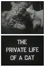 Watch The Private Life of a Cat Movie4k