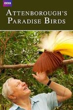 Watch Attenborough's Paradise Birds Movie4k