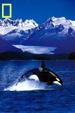 Watch National Geographic Killer Whales Of The Fjord Movie4k