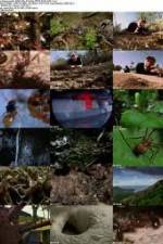 Watch National Geographic Wild - City Of Ants Movie4k