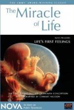 Watch The Miracle of Life Movie4k