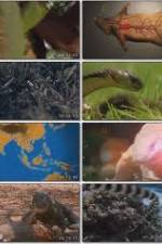 Watch National Geographic Wild : Deadliest Animals Asia Pacific Movie4k