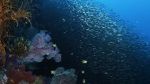 Watch Wild Window: Bejeweled Fishes Movie4k