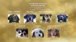 Watch American Humane Hero Dog Awards: 10th Anniversary Celebration (TV Special 2020) Movie4k