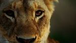 Watch Malika the Lion Queen Movie4k