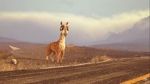 Watch Caminandes: Llama Drama (Short 2014) Movie4k