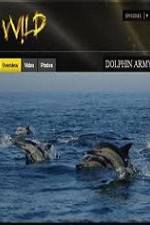 Watch National Geographic Wild Dolphin Army Movie4k