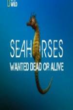 Watch National Geographic - Wild Seahorses Wanted Dead Or Alive Movie4k