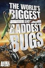 Watch Worlds Biggest and Baddest Bugs Movie4k