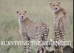 Watch Surviving the Serengeti Movie4k