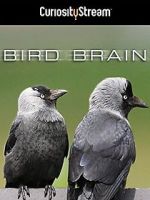 Watch Bird Brain Movie4k