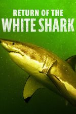 Watch Return of the White Shark Movie4k