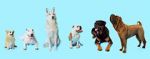 Watch How Dogs Got Their Shapes Movie4k