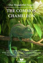 Watch Our Wonderful Nature - The Common Chameleon Movie4k