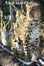 Watch National Geographic Leopard Queen Online Movie4k