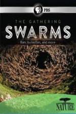 Watch Nature The Gathering Swarms Movie4k