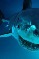 Watch National Geographic. Shark attacks investigated Movie4k