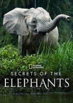 Watch Secrets of the Elephants Movie4k