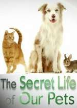 Watch The Secret Life of Our Pets Movie4k