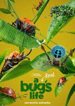 Watch A Real Bug's Life Movie4k