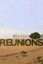 Watch Wild Animal Reunions Movie4k