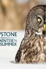 Watch Yellowstone Wildest Winter to Blazing Summer Movie4k