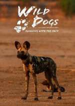 Watch Wild Dogs: Running with the Pack Movie4k
