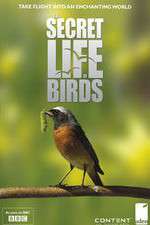 Watch Iolo's Secret Life of Birds Movie4k