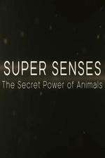 Watch Super Senses The Secret Power of Animals Movie4k