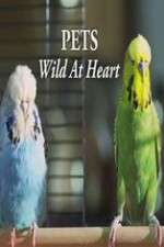 Watch Pets - Wild at Heart Movie4k