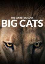 Watch The Secret Lives of Big Cats Movie4k