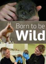 Watch Born to Be Wild Movie4k