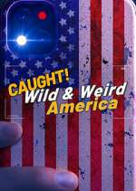 Watch Wild & Weird America Movie4k