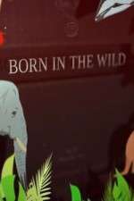 Watch Born In The Wild Movie4k