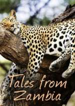 Watch Tales from Zambia Movie4k