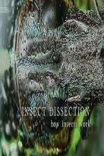 Watch Insect Dissection How Insects Work Movie4k