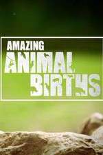 Watch Amazing Animal Births Movie4k