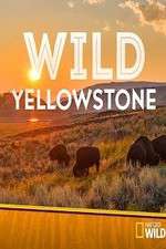 Watch Wild Yellowstone Movie4k