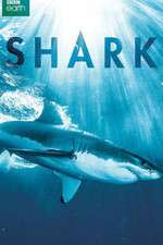 Watch Shark Movie4k