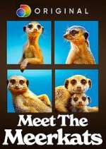 Watch Meet the Meerkats Movie4k