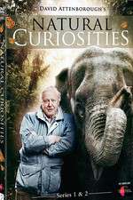 Watch Natural Curiosities Movie4k