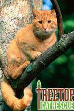 Watch Treetop Cat Rescue Movie4k